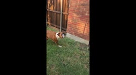 Boxer Plays Tetherball