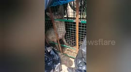 Forest Department catched the wolf that killed 8 people in Bahraich , Northern India