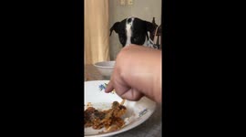 Hungry pet dog growls and barks at owner when she touches his favourite food