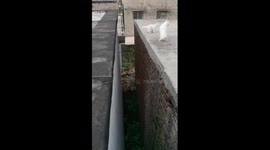 Kitten falls while attempting to leap between platforms in China