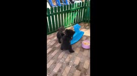 Bear cubs flight over rocking toy horse