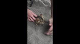 Kitten buried in sand with only its head exposed