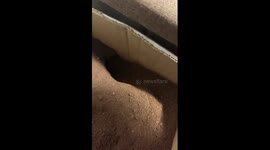 Chinese golden hamster buries itself in soil