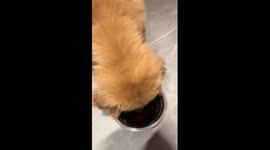 Puppy recoils in disgust when he tries Diet Coke