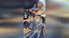 Sheriff removes possum stuck under car hood