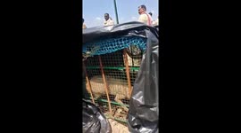 Police catch man-eating wolf following death of eight children in India