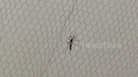 Mosquitoes eager to bite behind a mosquito net. (French island of Martinique, Carribean/West indies). 30 aug 2024