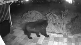 Security camera captures black bear outside New Jersey home