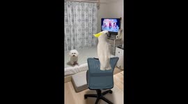 Parrot Ame dances to BTS while dog Milk watches in Hiroshima, Japan