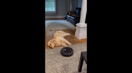 Dog unbothered by robot cleaner in Tonawanda, New York