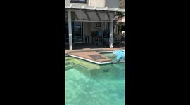 Two Australian cattle dogs bark at toy shark in Duarte, California