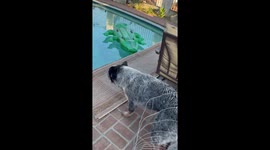 Dog saves puppy from toy alligator in Duarte, California pool