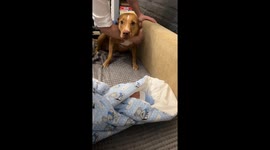 Pit bull meets newborn baby for first time in Minsk