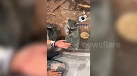 Cheeky racoon snatches bracelet off woman's wrist