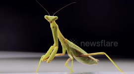 A Praying Mantis doing a dance for the camera