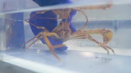 Chile: Oceanographers capture rare marine species 1,448 km off the coast of Chile