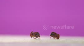 USA: Tiny Backyard Bug Outflips Sonic: The Globular Springtail's Astonishing Aerial Acrobatics