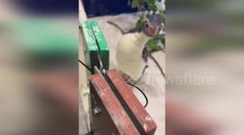 Australia: Pascale the Penguin's Heartwarming Breakfast Sneeze