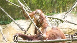 Young orangutan jumps on mum from height