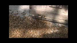 Large number of bees invade toll booths