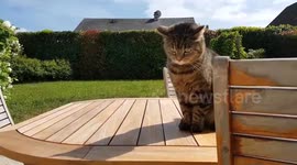 Dog VS Cat - Marley & Rebelle