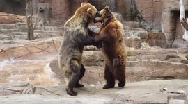 Bears have a sparring match at Indianapolis Zoo
