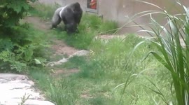 Gorilla Ballet-Like Leap - 400 lbs of graceful beast