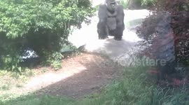 400 lb Gorilla Thinks He's Spiderman! Flying at Window With Both Hands And Feet