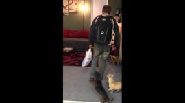 Dog goes absolutely mad when dad comes home