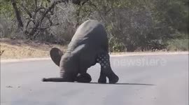 Cute baby elephant attempts a headstand