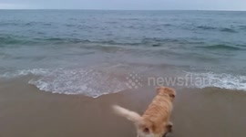 Curious dog enjoys watching dolphins swimming off shore