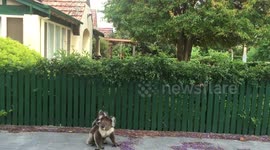 Baby and mother koala spotted on the streets of Adelaide, Australia
