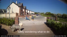 Dashcam captures dramatic pet rescue