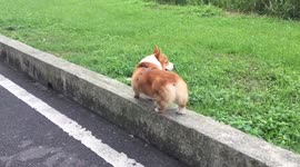 Corgi rabbit jumping in the turf
