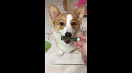 Corgi slaver