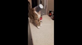 Cat gets head stuck in cup and falls of kitchen counter