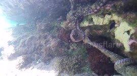 Octopuses high-five underwater