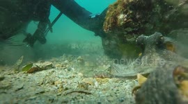 Curious octopus steals GoPro to 'take a selfie'
