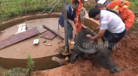 吉安新干:千斤水牛“失足” 掉入沼气池