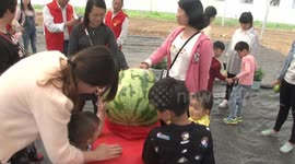 江苏淮安诞生102斤巨型西瓜堪称奇