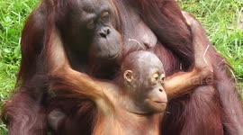 Baby orangutan gives mum kisses and cuddles