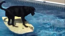 The dog that loves bodyboarding