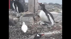 Penguins defend baby and nest in Antarctica