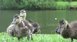 Nature watching in suburban England: cute spring chicks, ducklings, squirrels and more in 4K Ultra HD