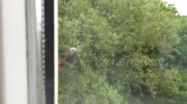 Spider catches and eats a bee