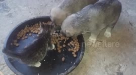 kitten and puppies eat together