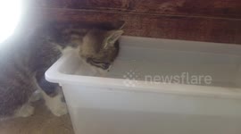 Thirsty kitten drink water for 1,30+ minute!!!