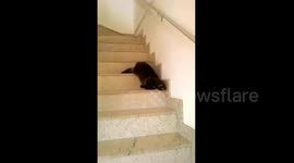 Lazy cat slides downstairs