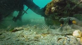 Curious octopus steals GoPro to 'take a selfie'