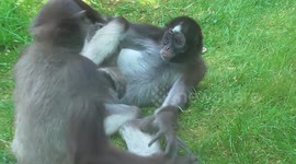 Spider Monkeys Scuffle